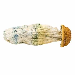 Penis Envy Shrooms