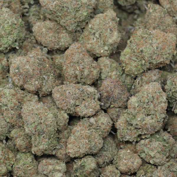 Jungle Gelato - Image 2