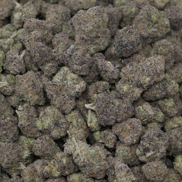 Purple Gusherlatto - Image 2