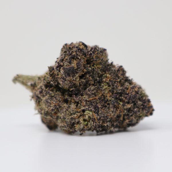 Purple Gusherlatto