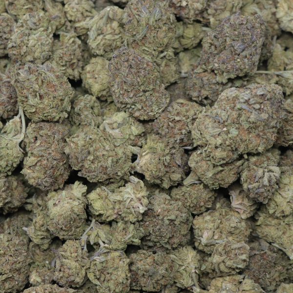 Killa Genetics - Image 2