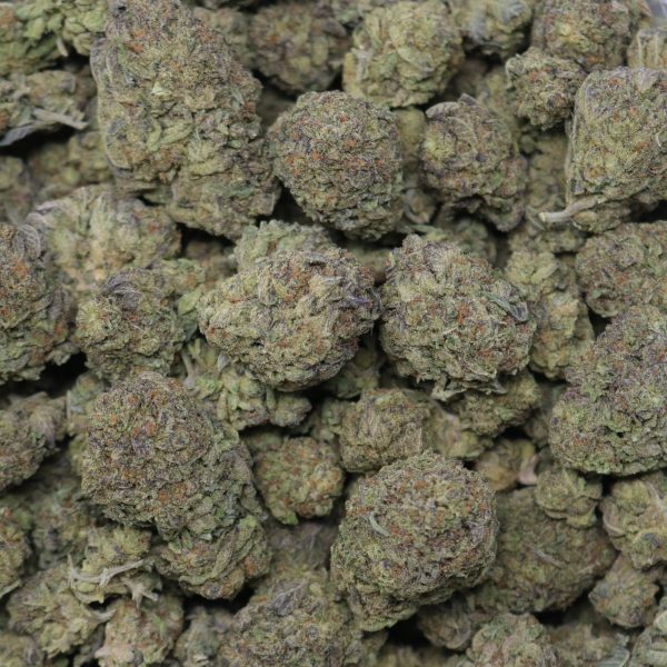 Russian Cream - Image 2