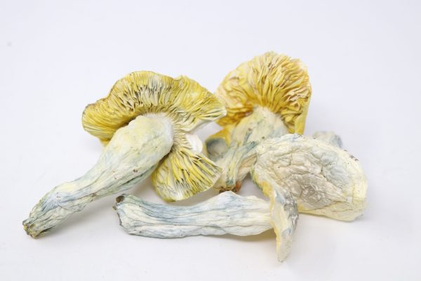 Golden Teacher - Image 2