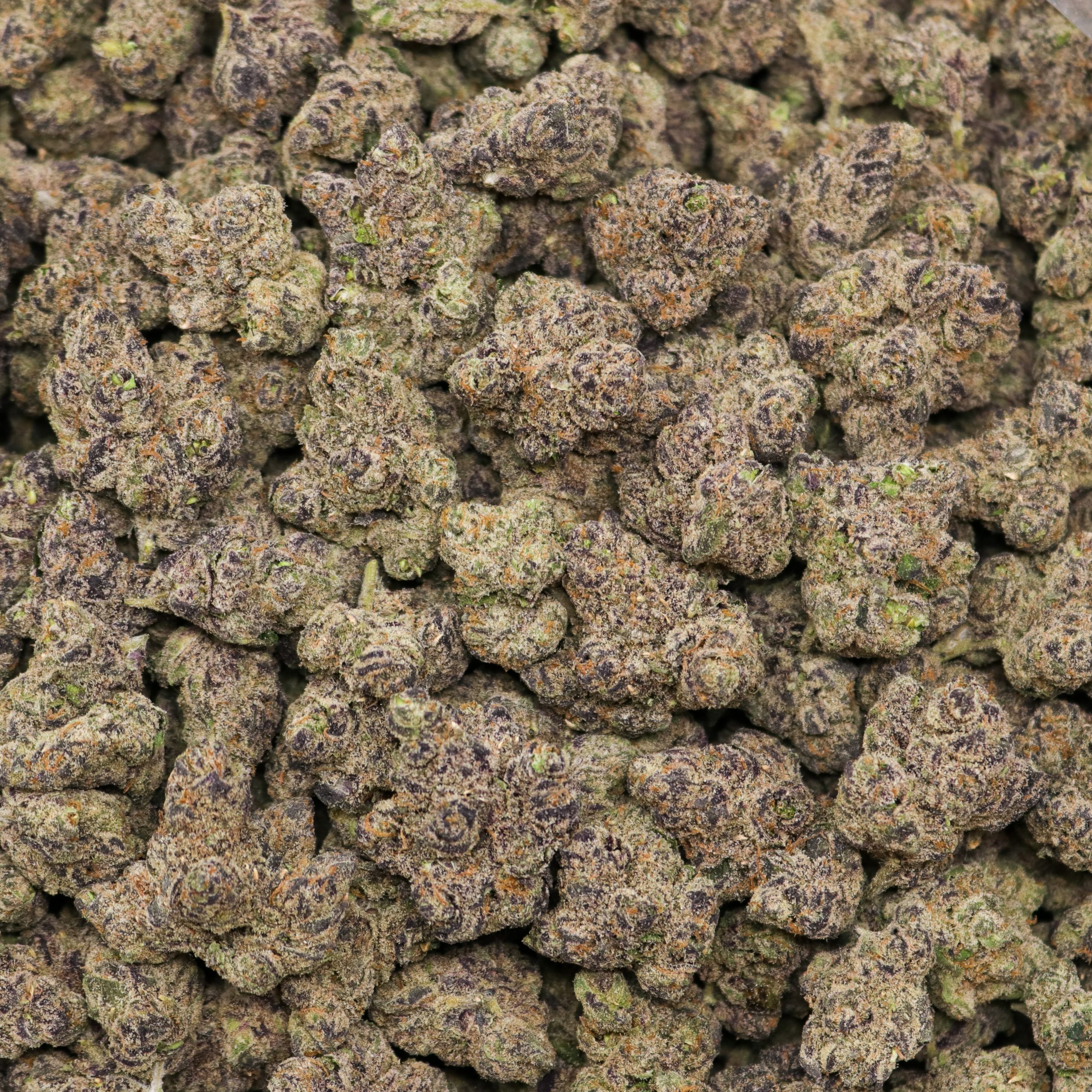 Bubblegum Gushers - Image 2