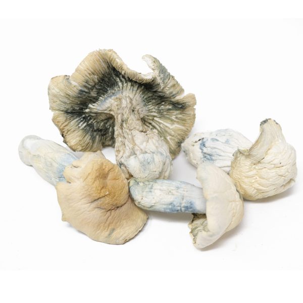 Albino Bluey Vuitton - Image 2