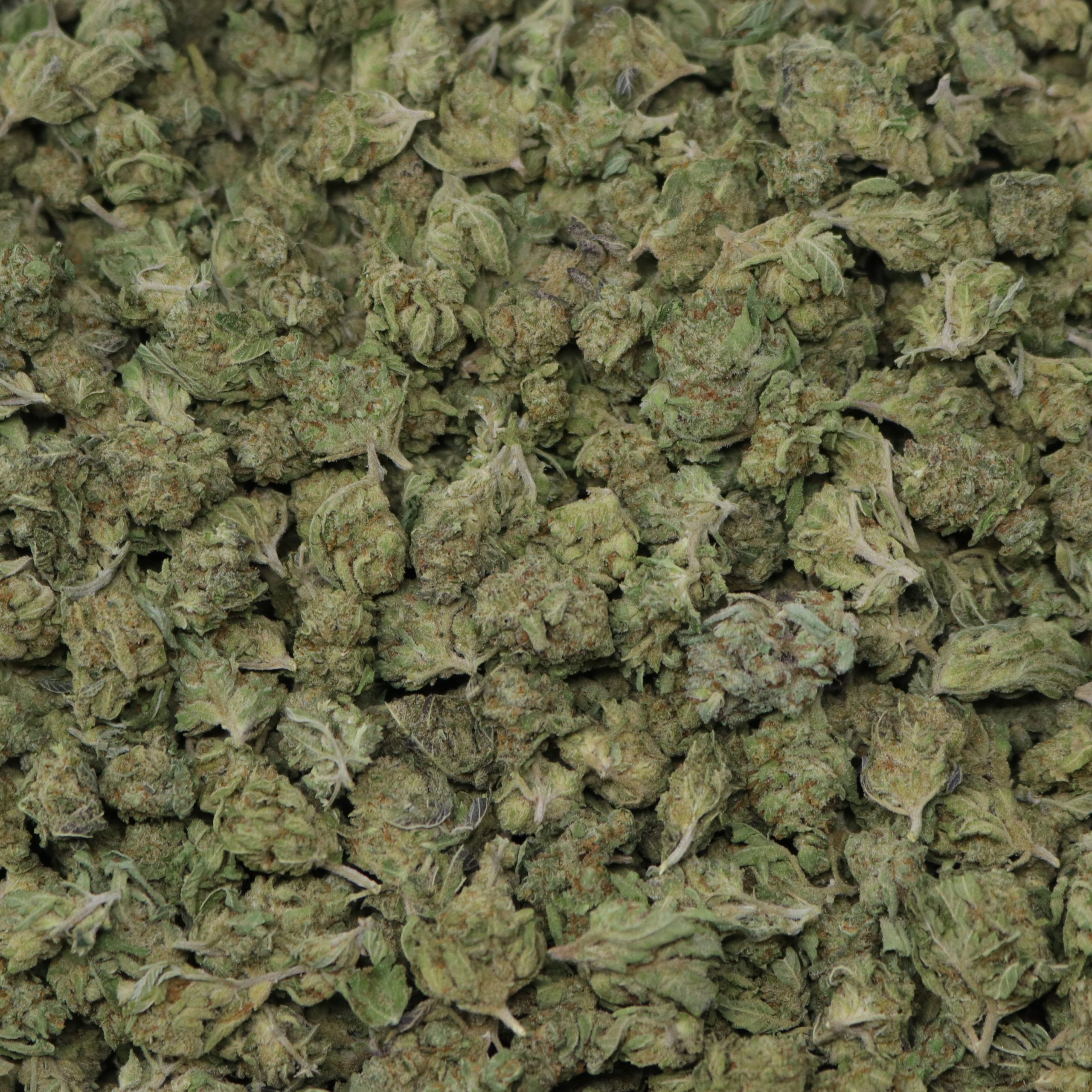 Chopper Smalls - Image 2