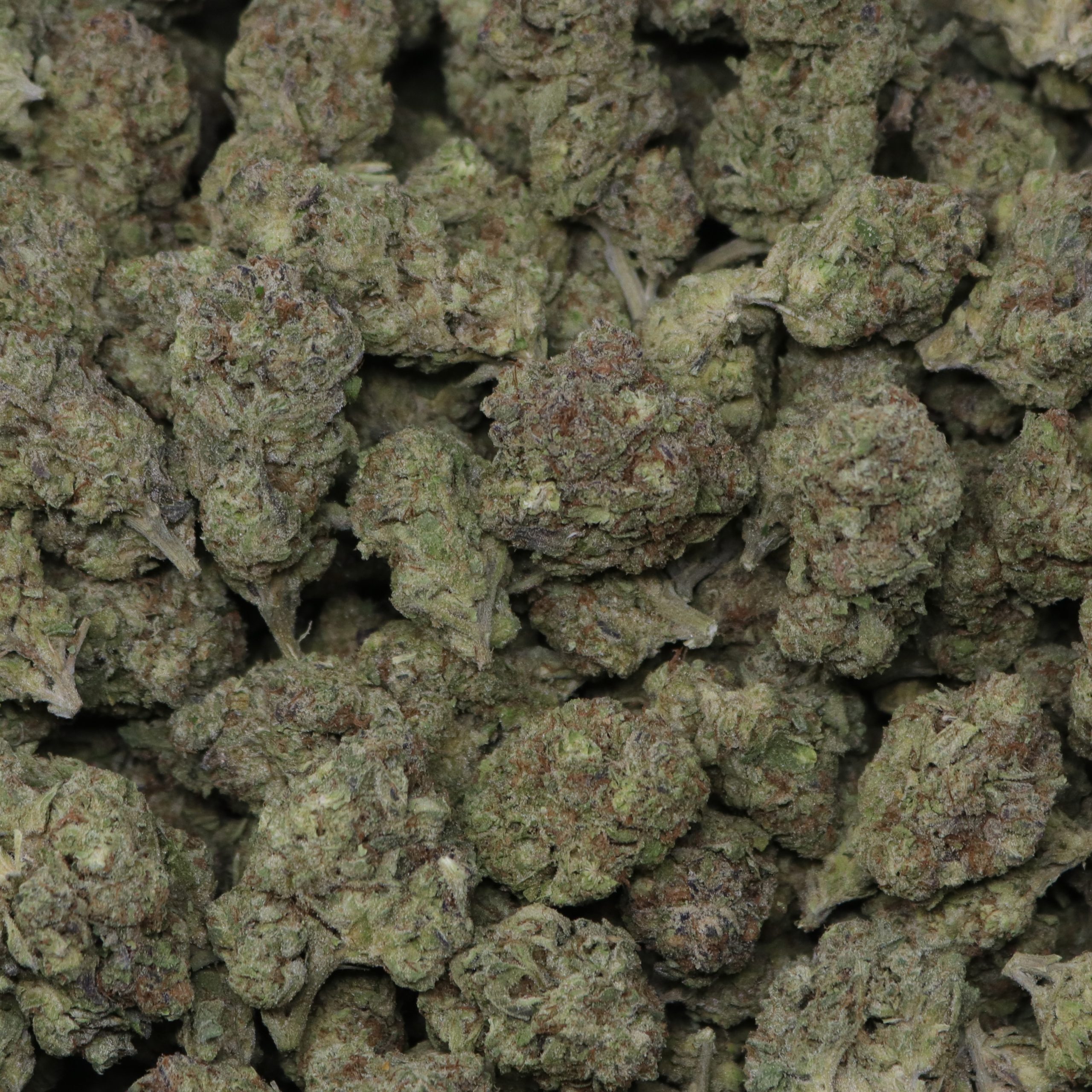 Gush Mintz - Image 2