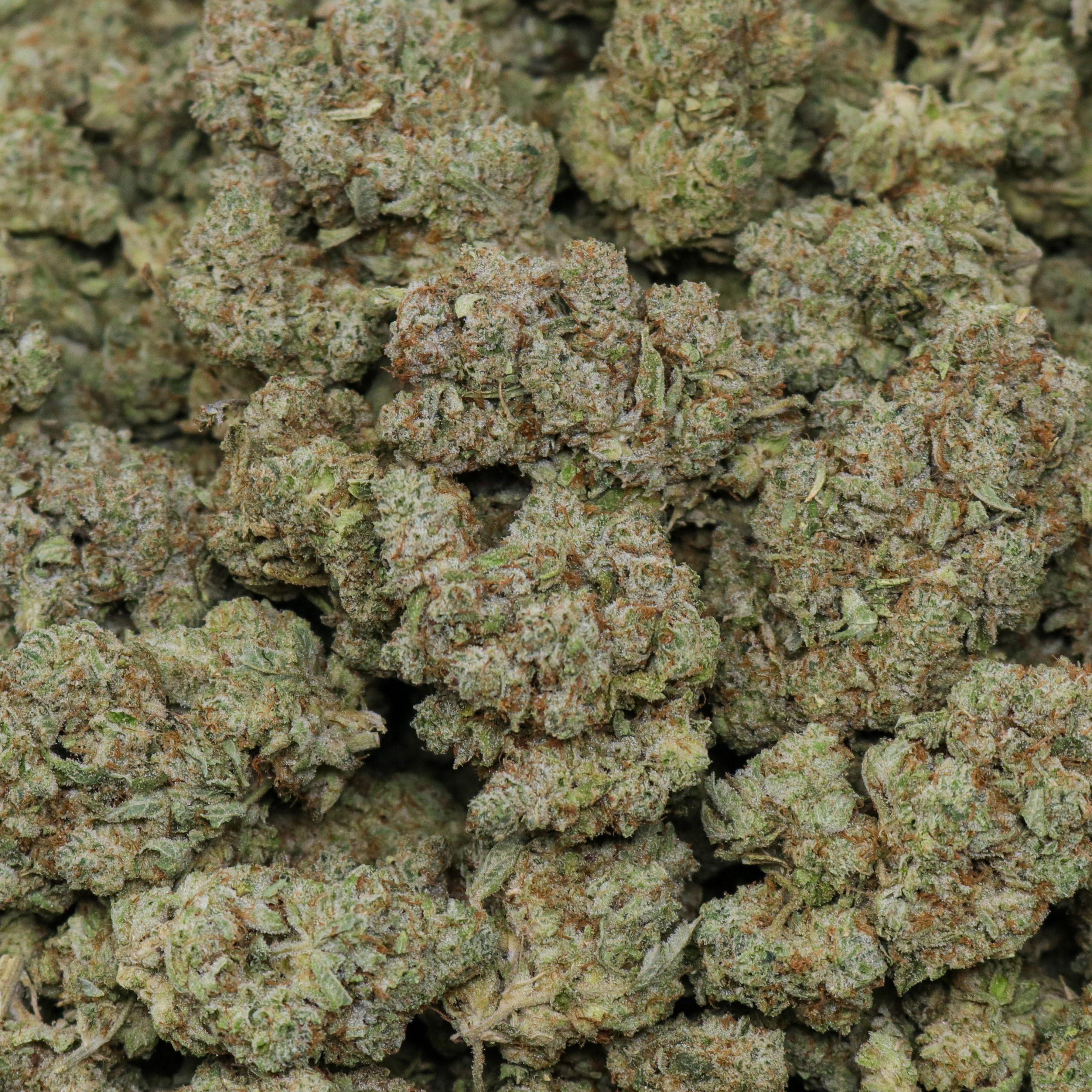 Gorilla Glue #4 (GG4) - Image 2