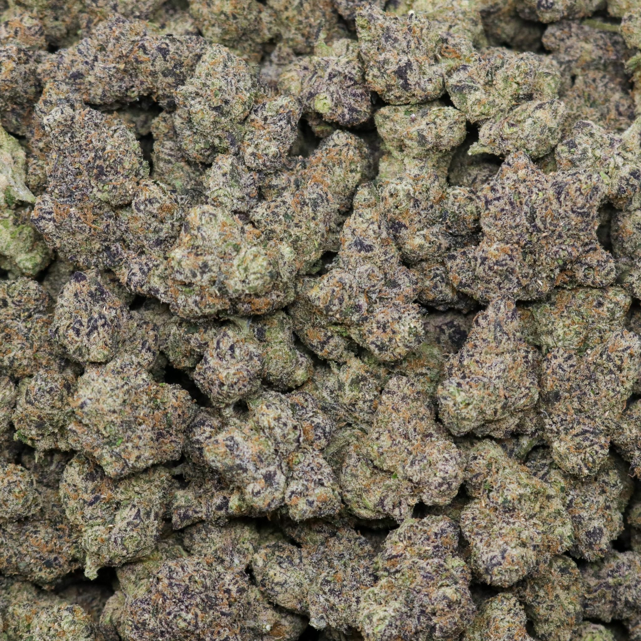 Exotic Gelato 33 - Cali Canna