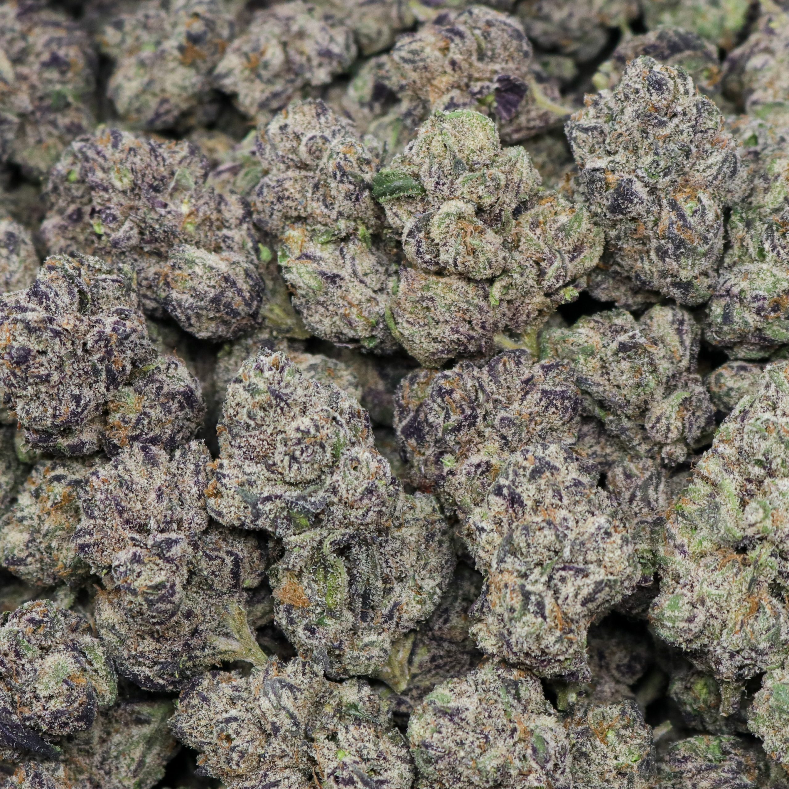 Jelly Roll - Image 2