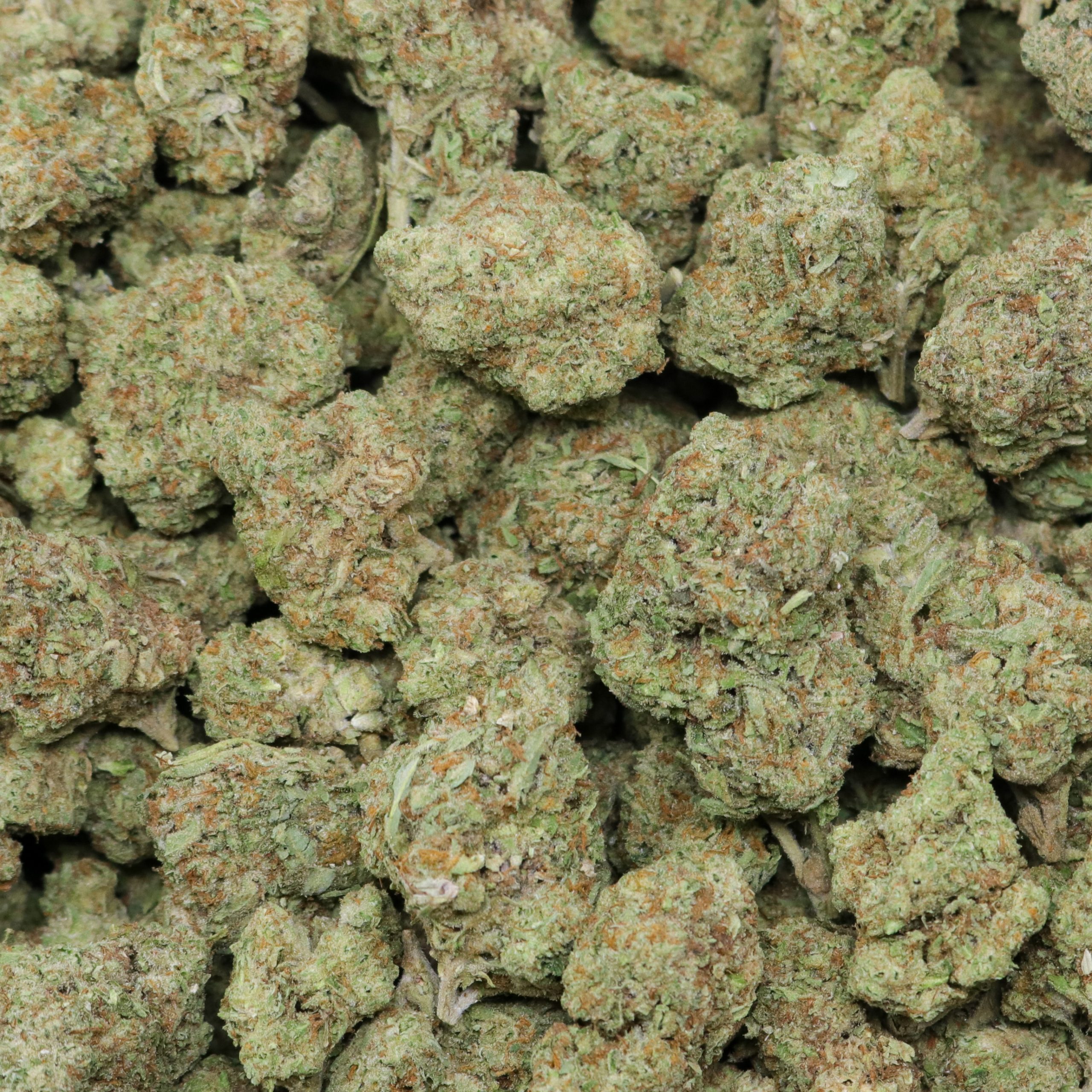 Acapulco Gold - Image 2