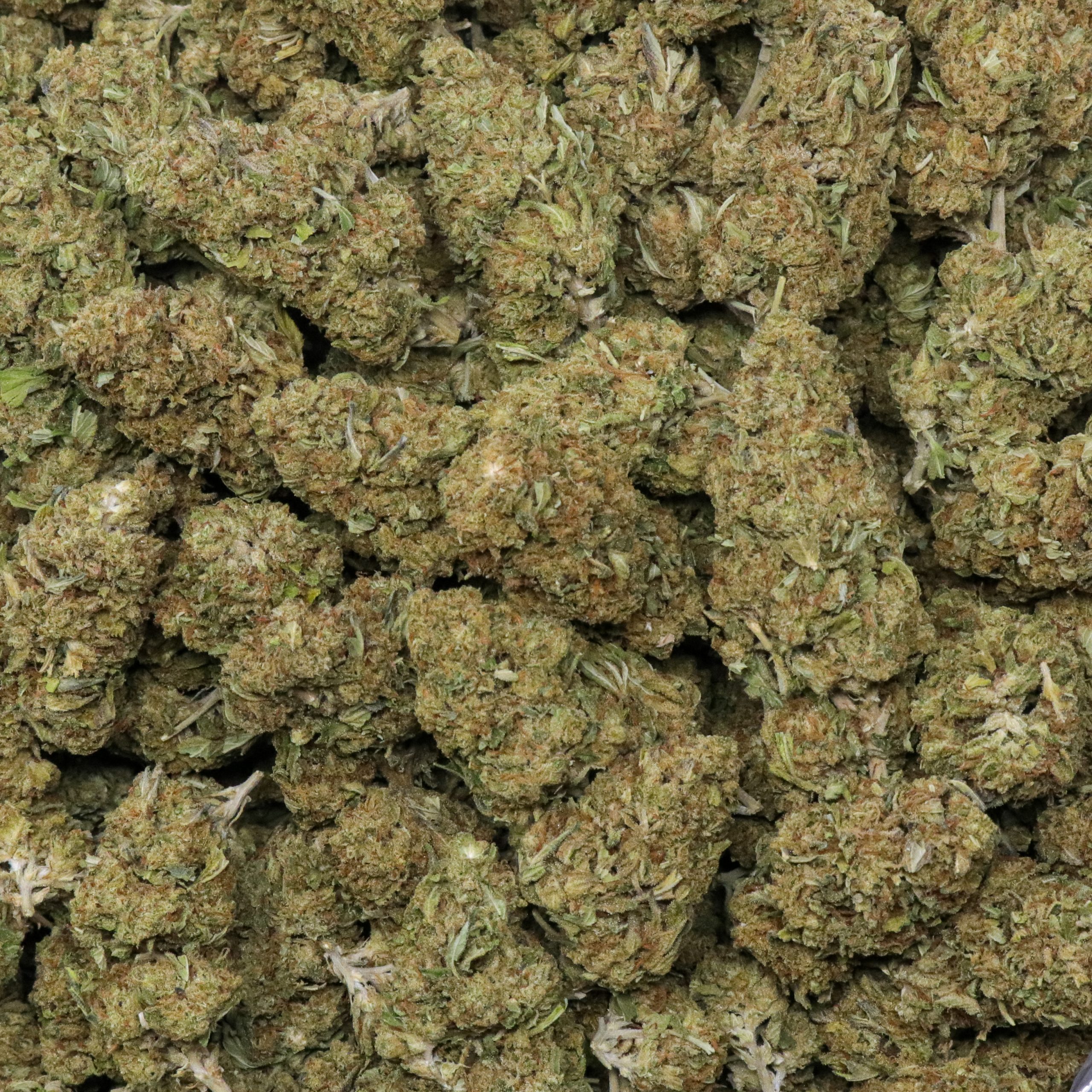 Crystal Coma - Image 2