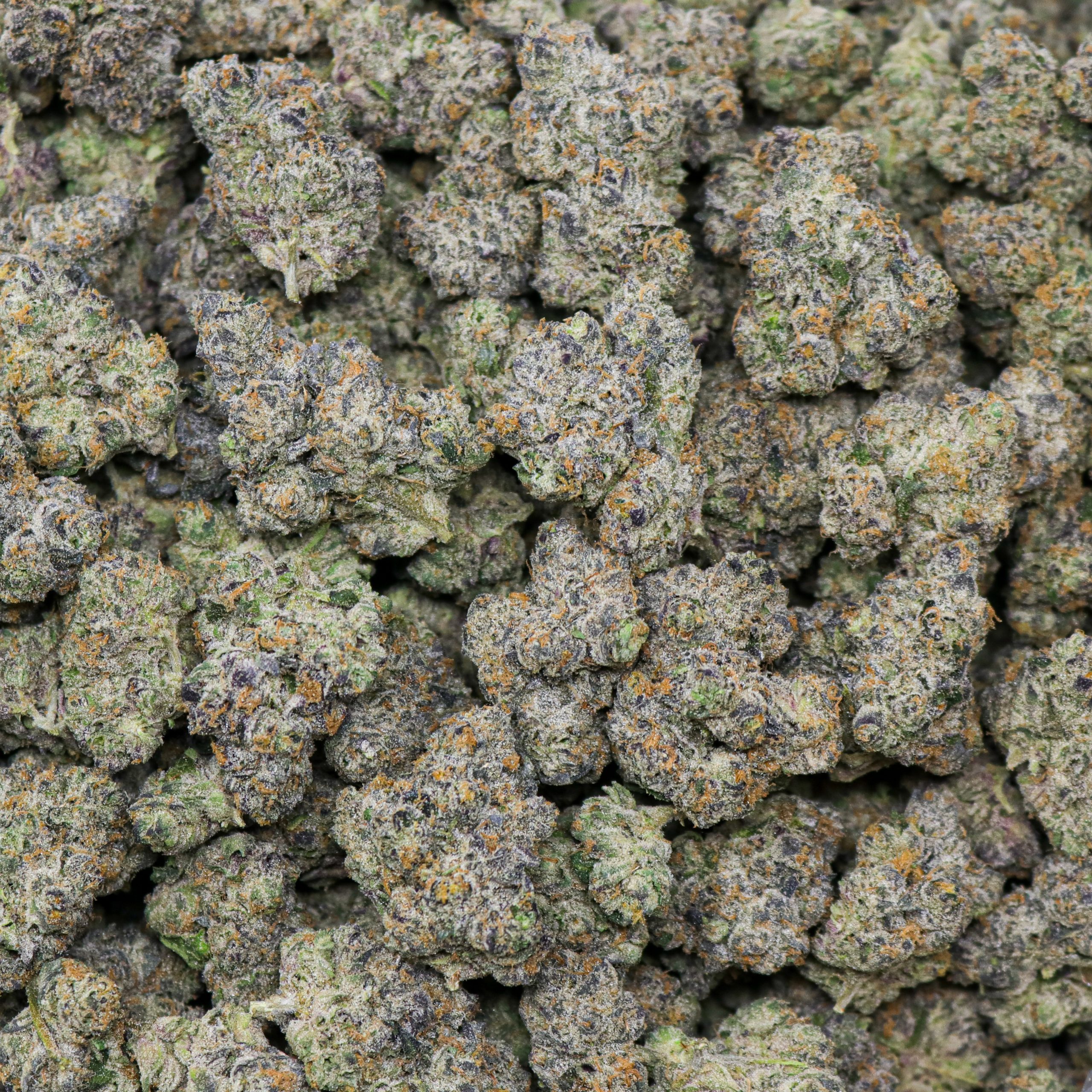 Bluephoria - Image 2