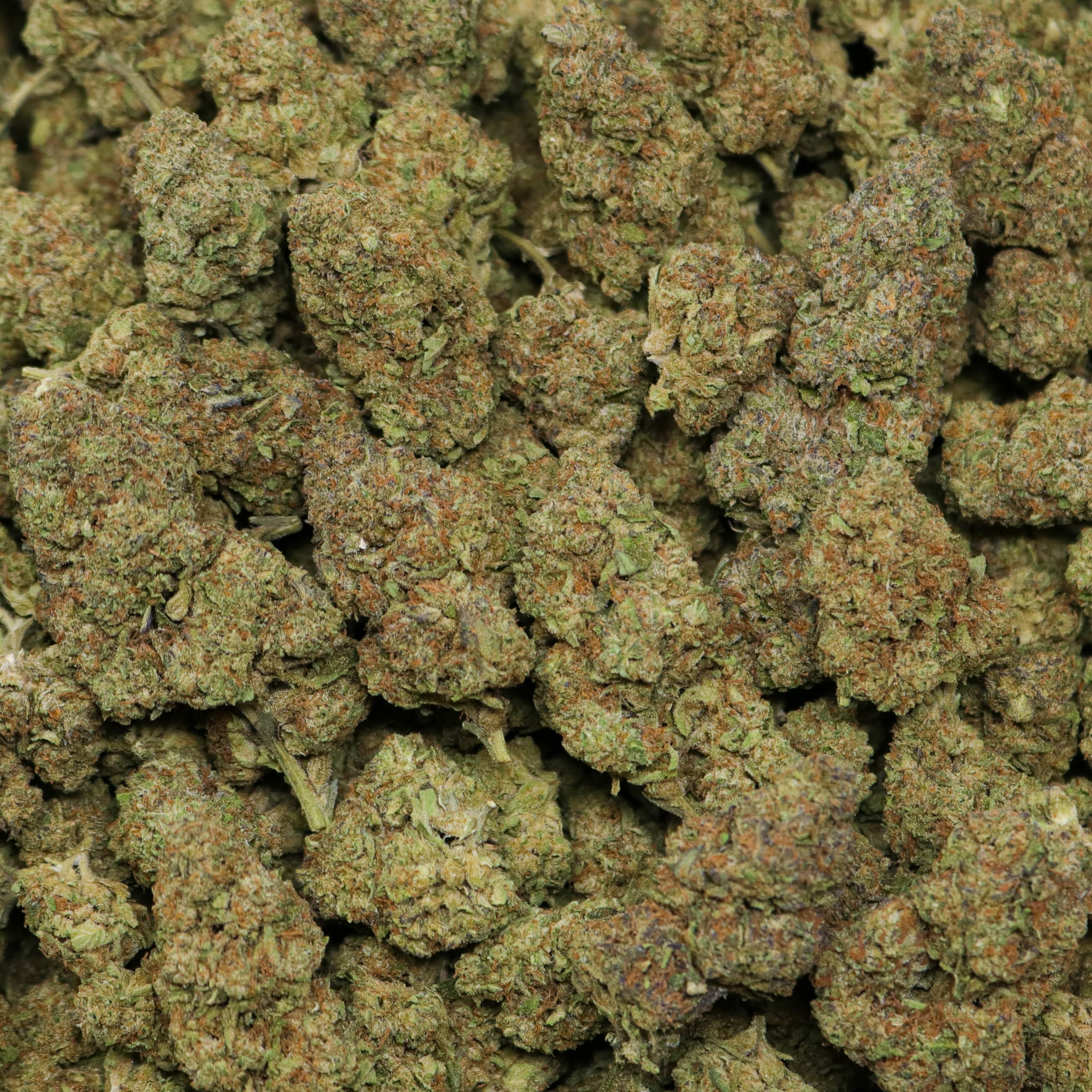 Gelato Ice - Image 2