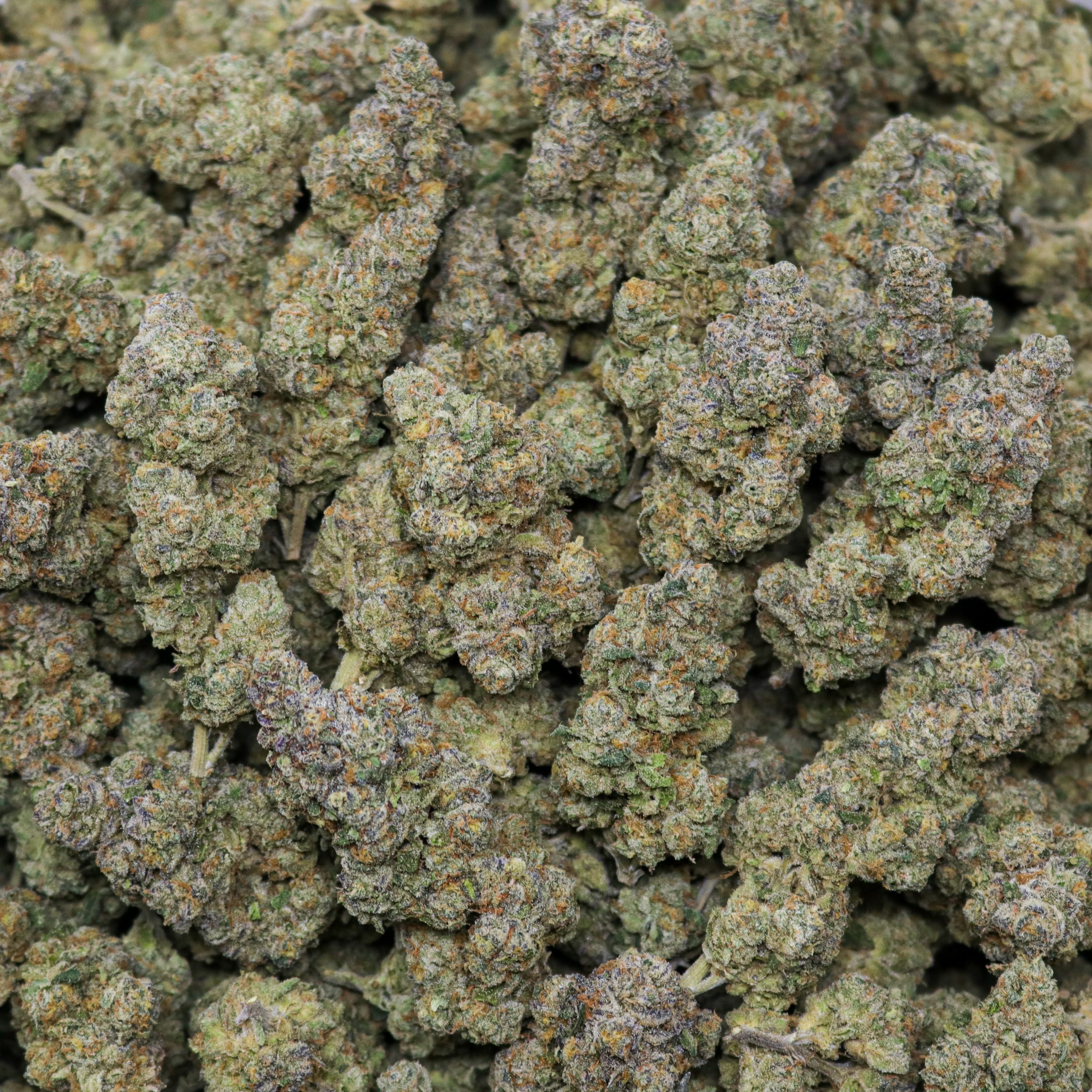Jack Herer - Image 2