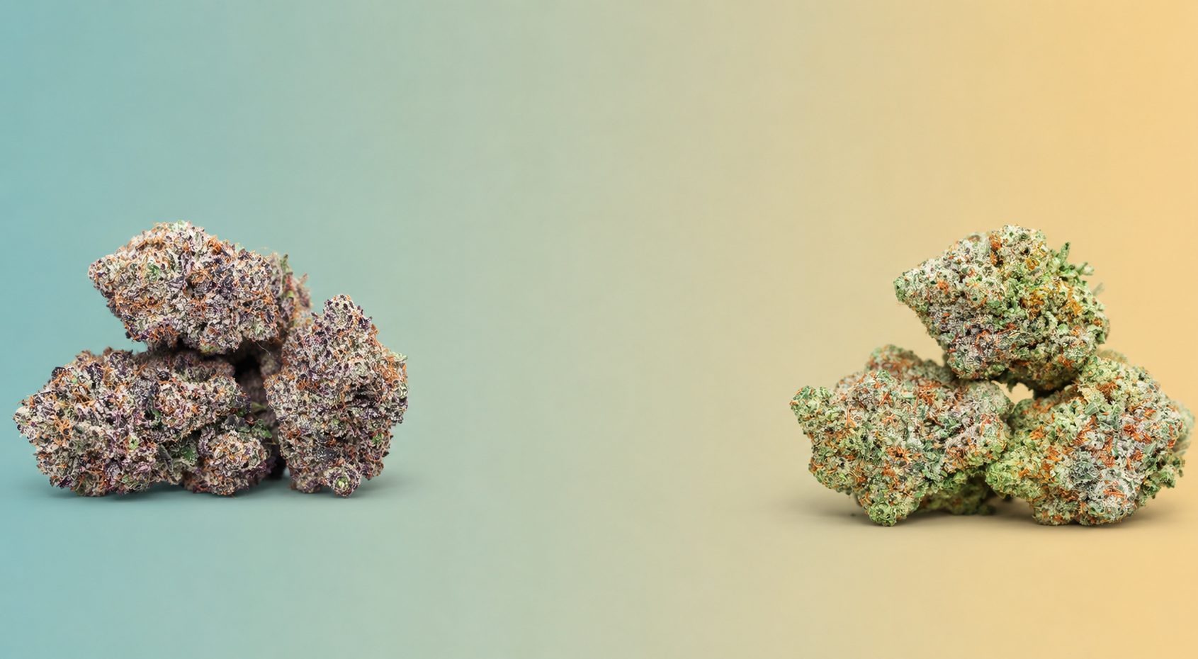Top 8 Best Cannabis Strains for Beginners in 2026 
