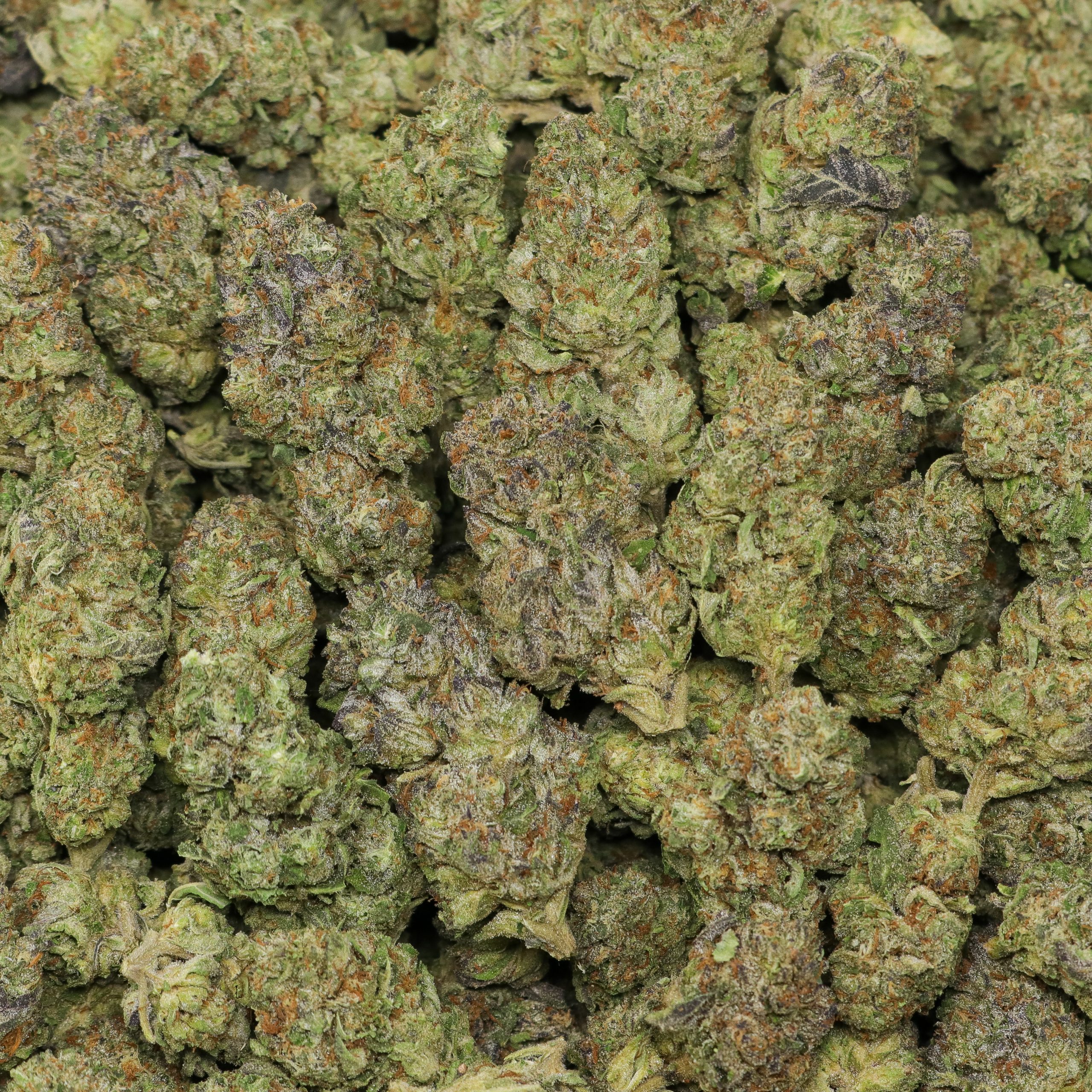 Blue Cookies - Image 2