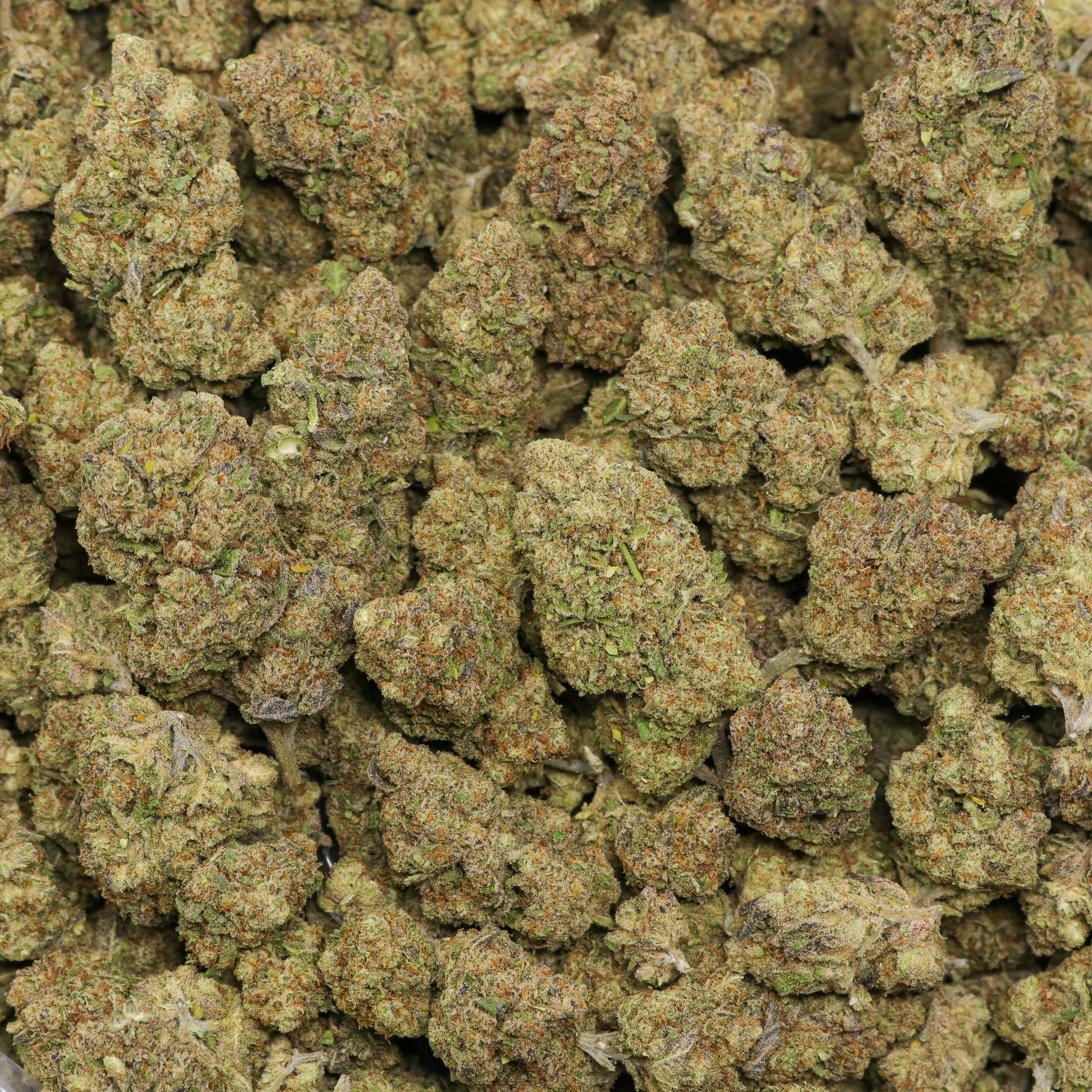 Blue Starburst - Image 2