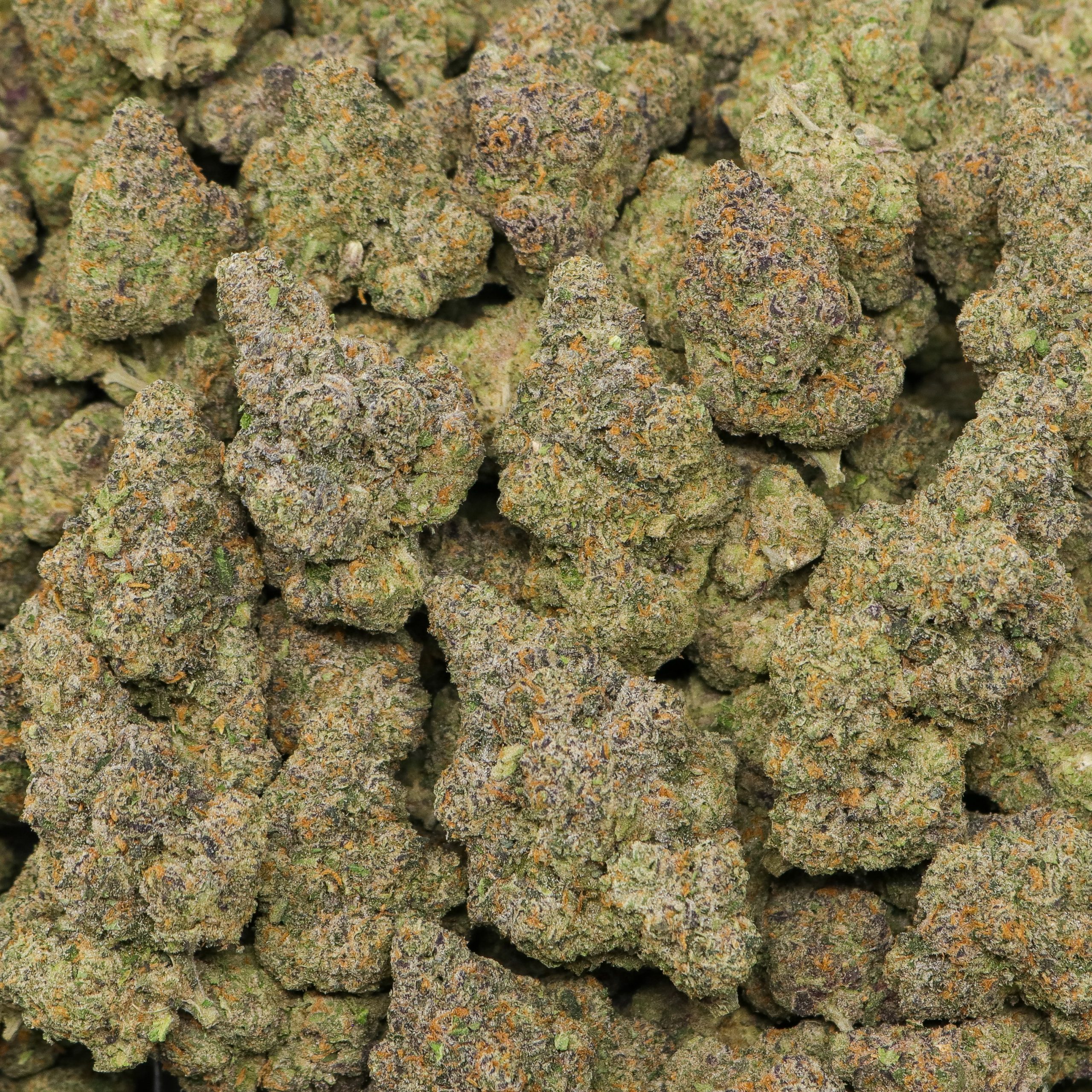 Nightshade - Image 2