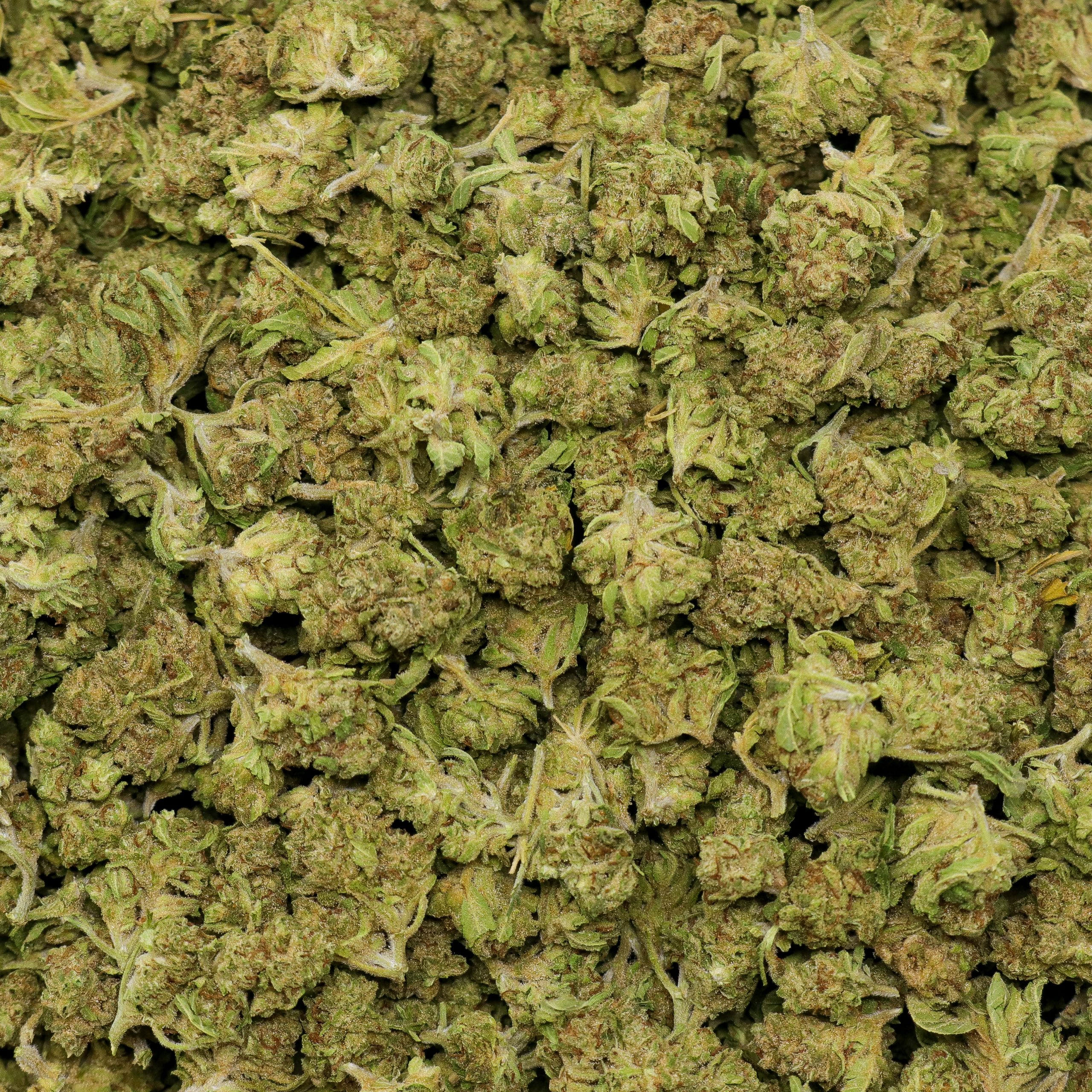 Blueberry Punch Smalls - Image 2