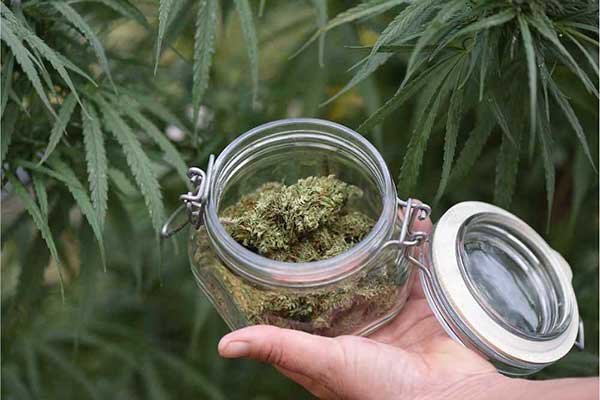 does sativa give you energy