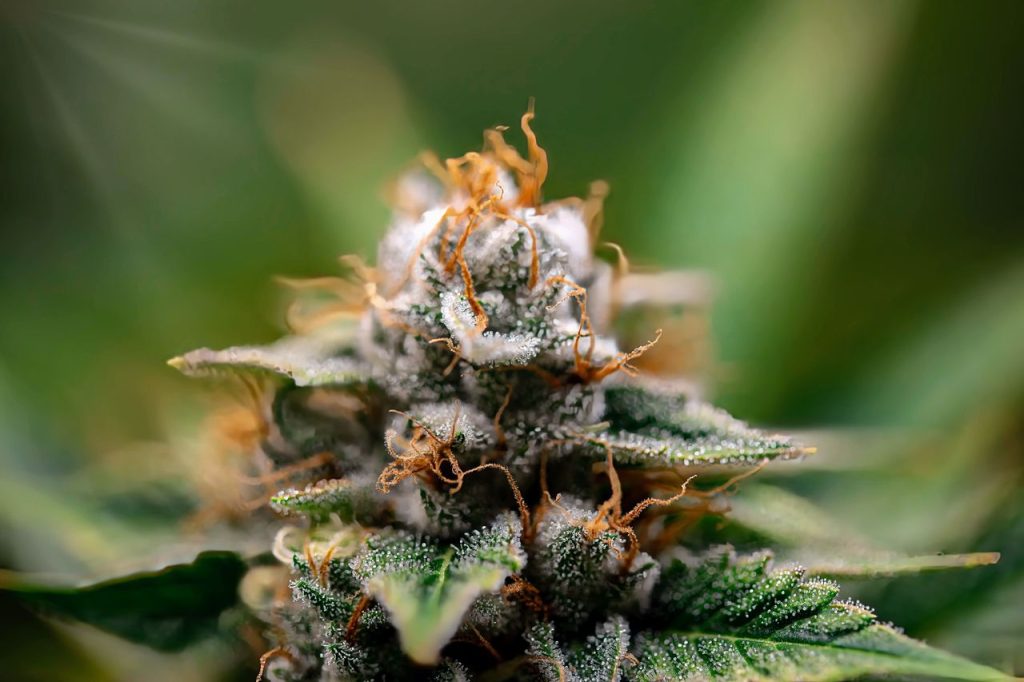 best THC flower