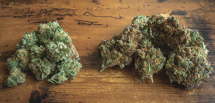 sativa vs indica