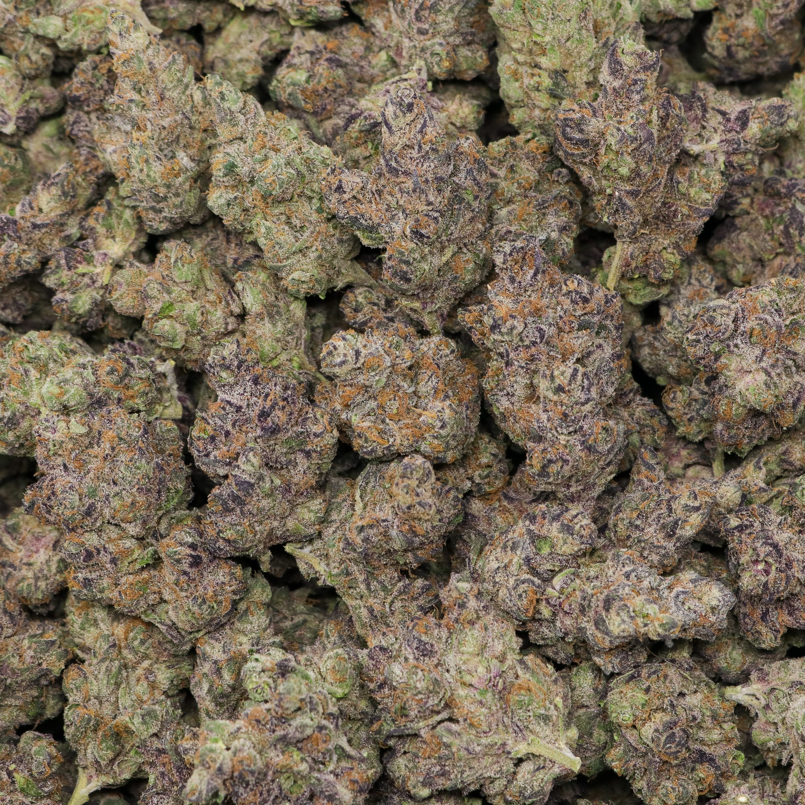 Tropicana - Image 2
