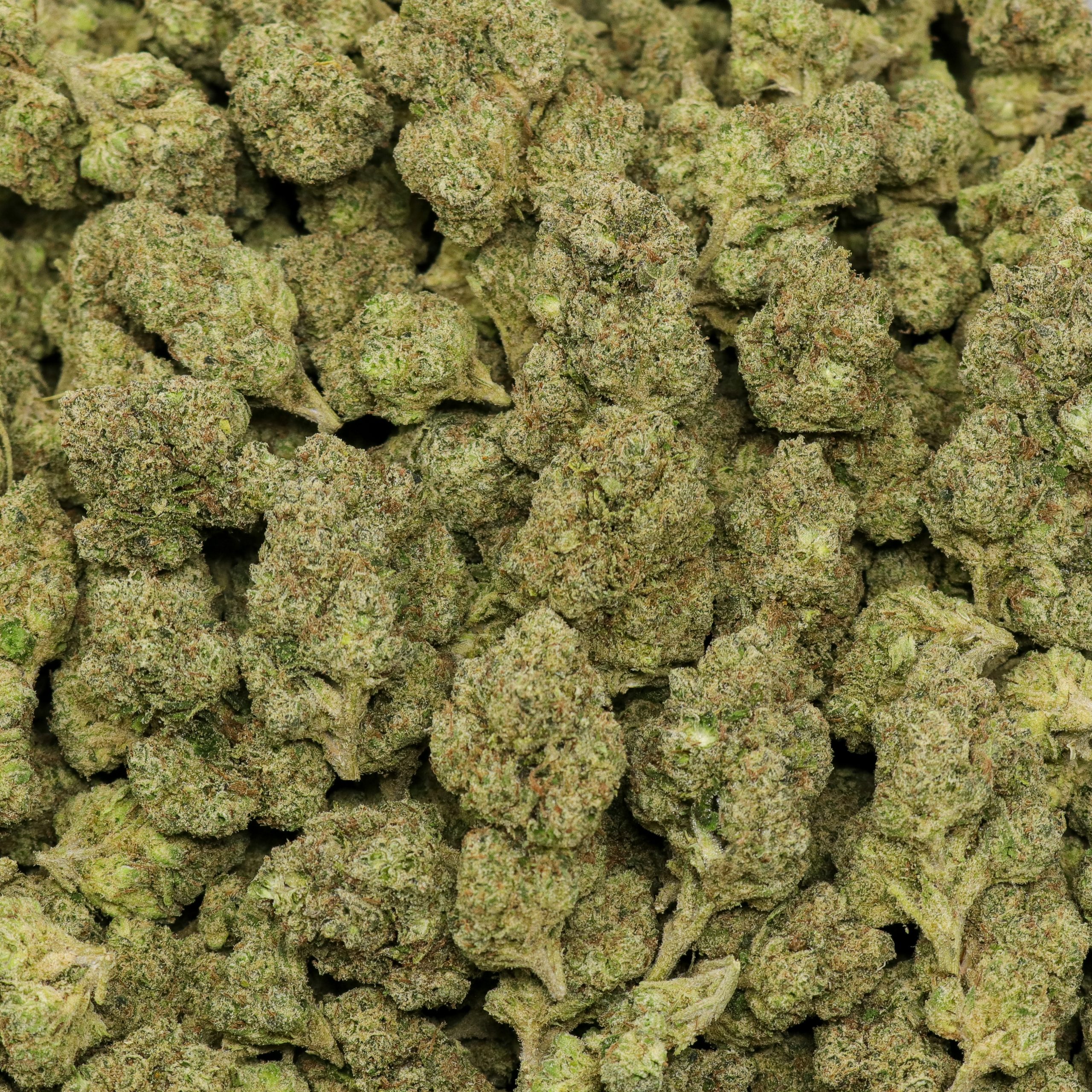 Bubbalicious - Image 2