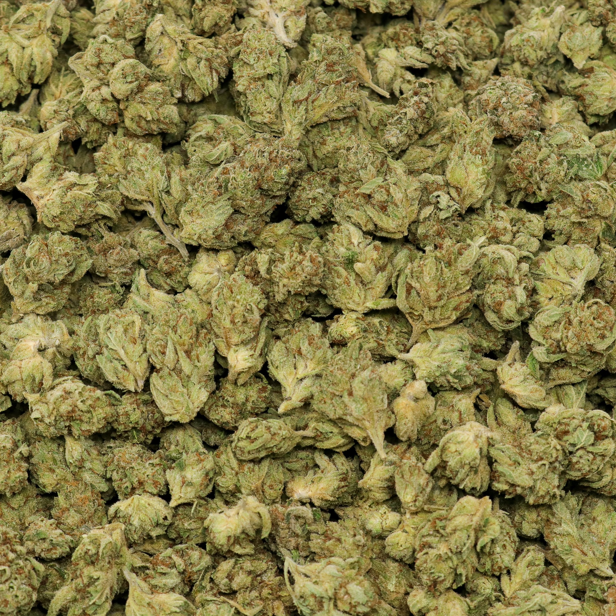 Gorilla Glue Mediums - Image 2