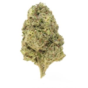 Gelato 41